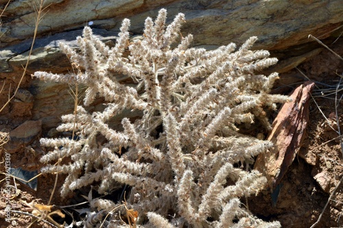 White plant looking like the foam