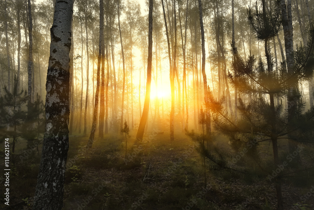 Fototapeta premium birch forest at dawn in the mist. The sun's rays make their way through the trees. Natural background. 
