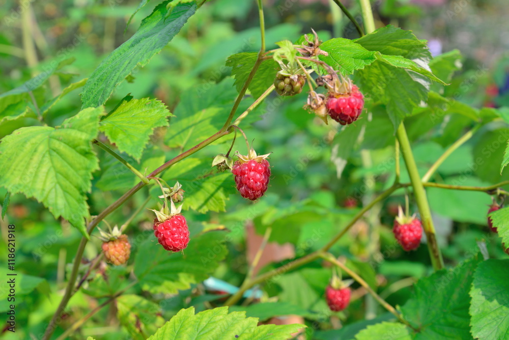 Ripe raspberries on a branch in Sunny day