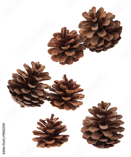 Set of coniferous tree cones isolated on white