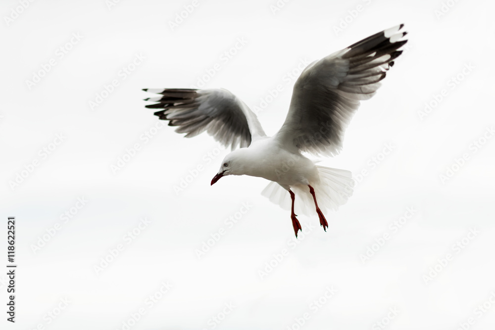 Obraz premium Seagull bird at Abel Tasman National Park, New Zealand.