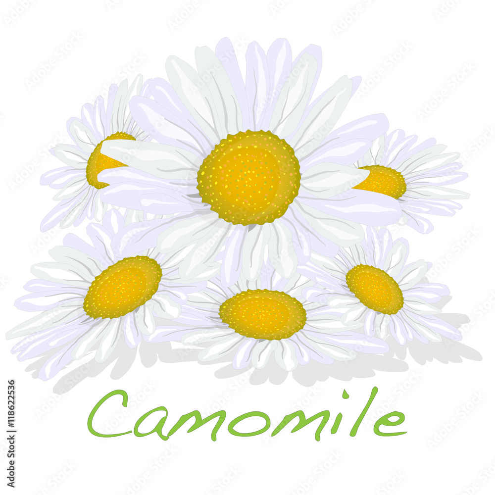 Camomile illustration vector Camomile illustration vector