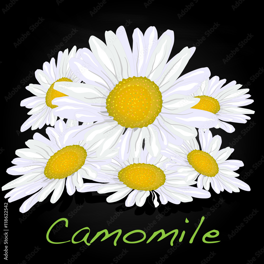 Camomile illustration vector Camomile illustration vector