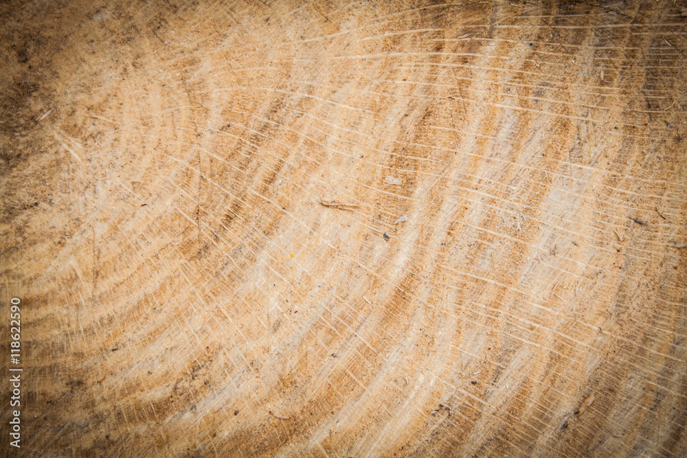 Naklejka premium radial section of the trunk pendunculate