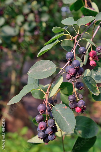 Ripe Saskatoon berries on the branch in Sunny day photo