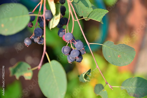Ripe Saskatoon berries on the branch in Sunny day