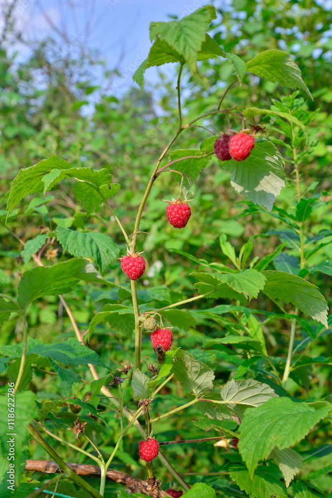 Red raspberries on a branch against the sky on a Sunny day