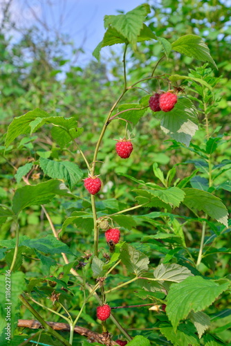 Red raspberries on a branch against the sky on a Sunny day