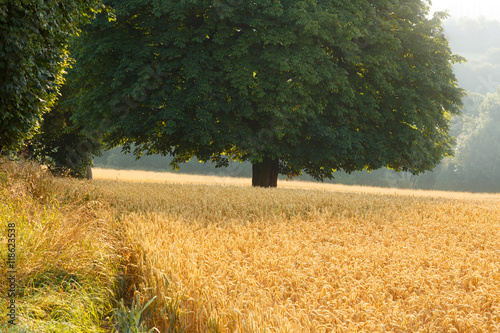 KIRKBY-IN-ASHFIELD, ENGLAND - AUGUST 15: Wheat fields at harvest time, lit by early morning sun. In Kirkby-In-Ashfield, Nottinghamshire, England. On 15th August 2016. photo