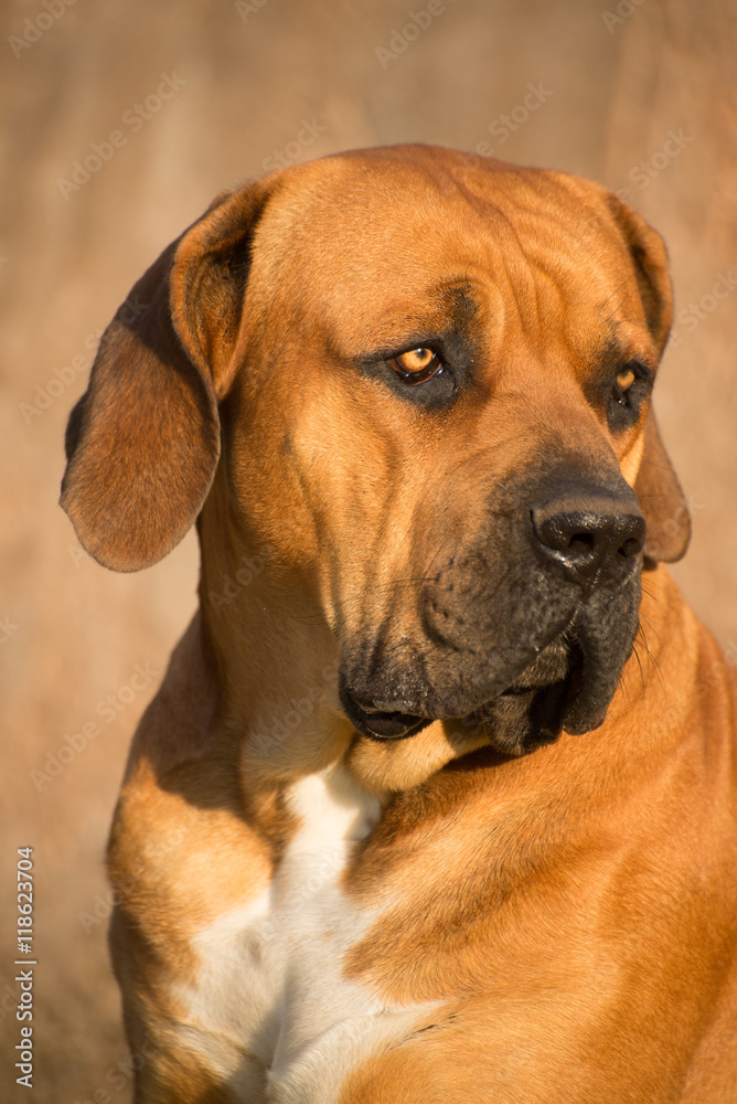Portrait of Boerboel Dog