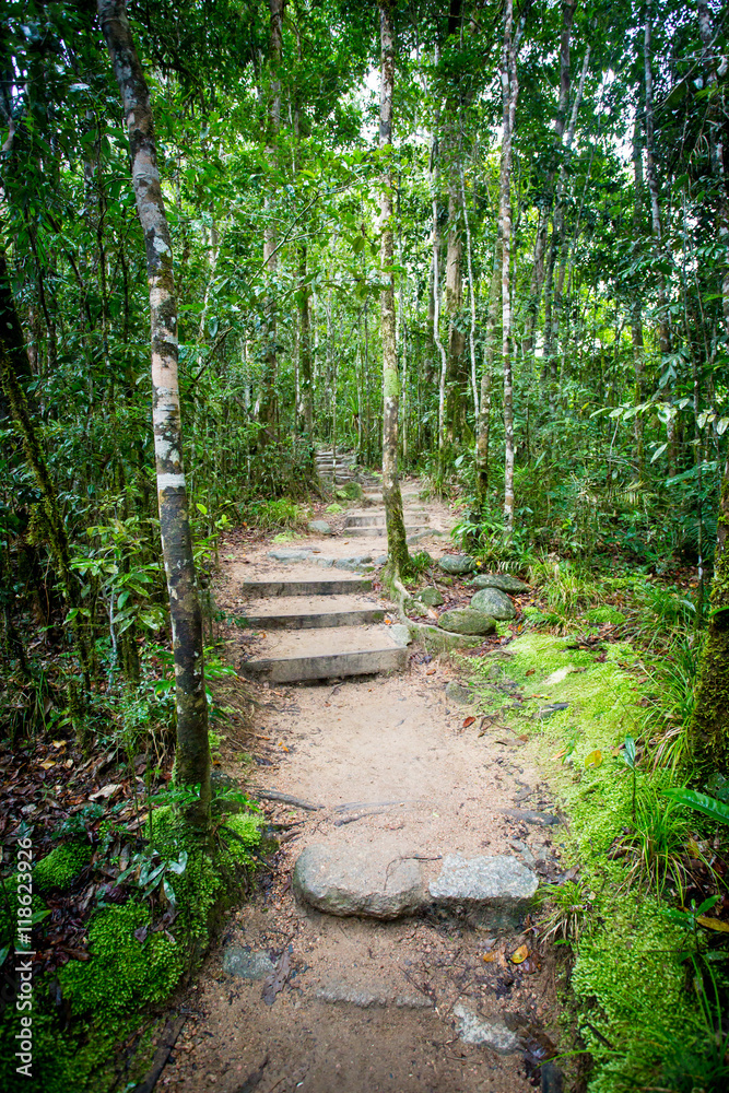 Fototapeta premium Mossman Gorge View