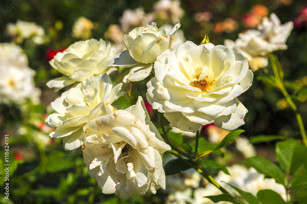 image on blur beautiful Colorful roses in the garden image on blur beautiful Colorful roses in the garden