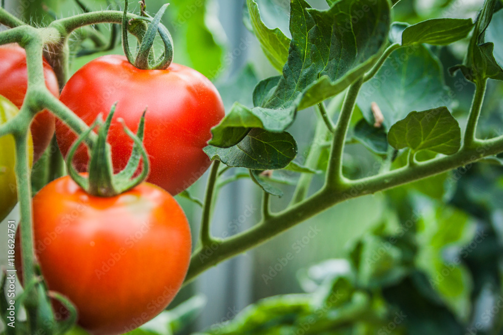 detail tomato fruit in the greenhouse