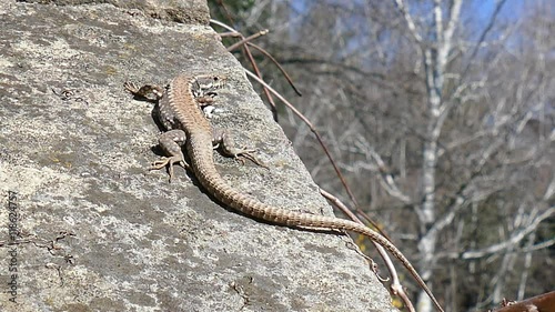 Getting warm March day. Bake lizard in the sun.