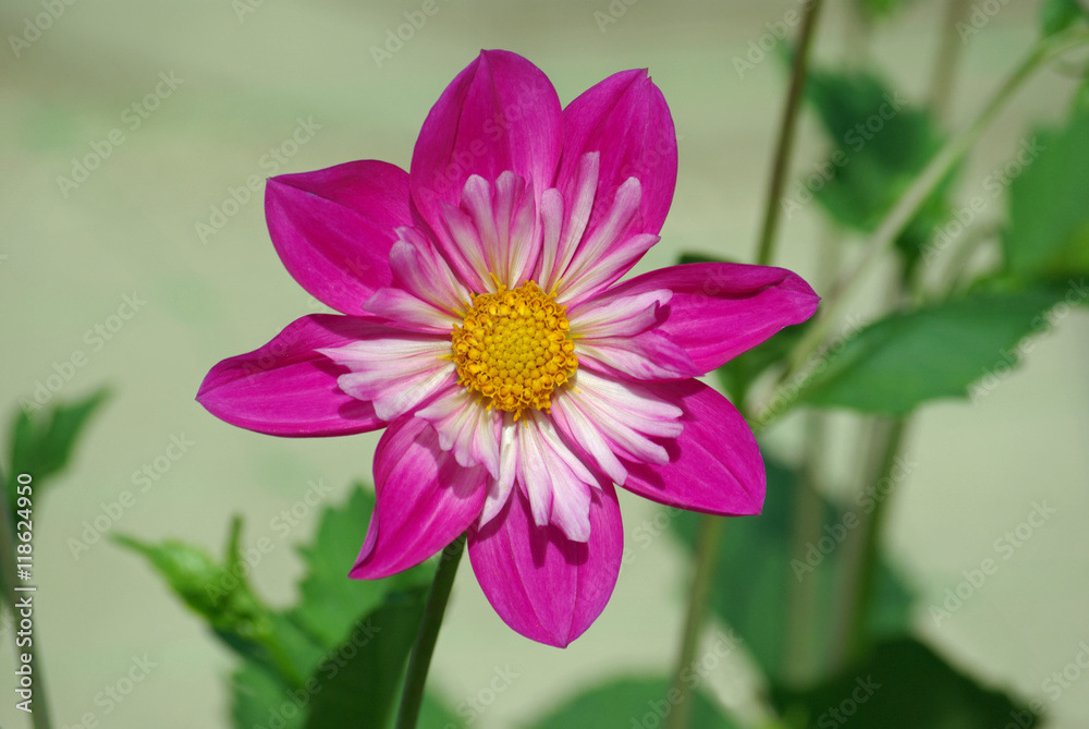 Dahlia rose à double corolle en été, parc floral Paris Dahlia rose à double corolle en été, parc floral Paris