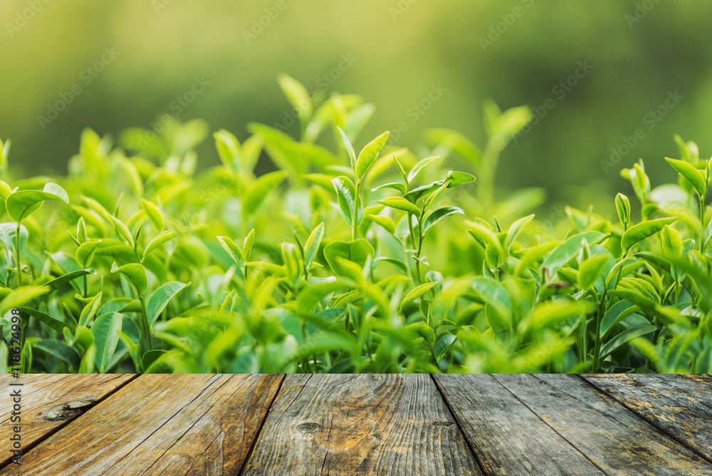 Green tea leaf plantation organic farm in morning, blurred background