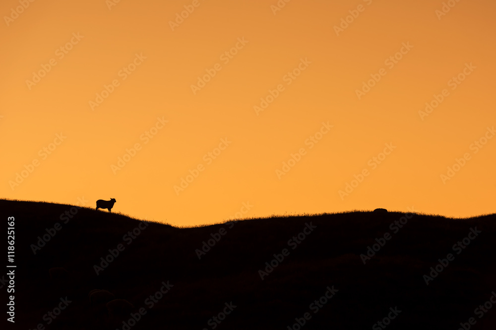 Silhouette of grazing sheep