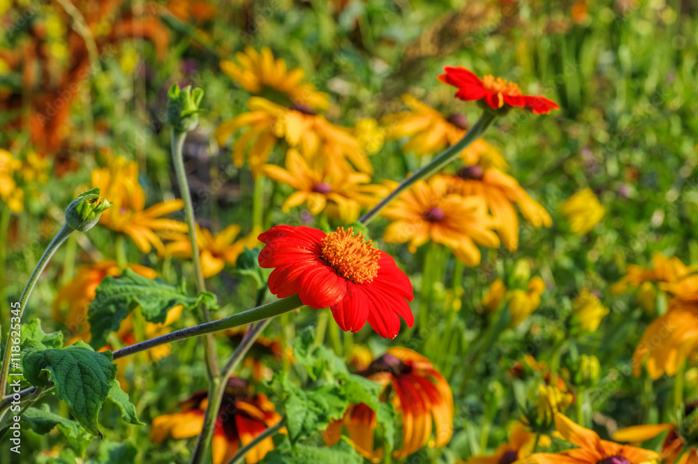Mexikanische Sonnenblume - Mexican sunflower in summer Mexikanische Sonnenblume - Mexican sunflower in summer