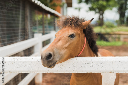 Fotografie Portrait of pony foal in farm