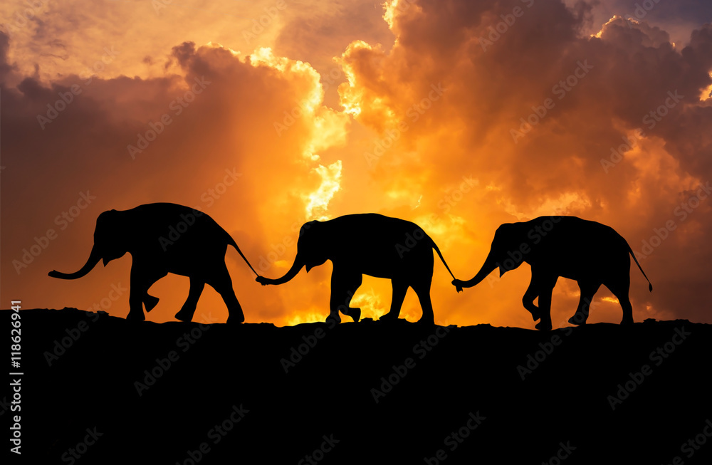 Naklejka premium silhouette elephants relationship with trunk hold family tail walking together on sunset