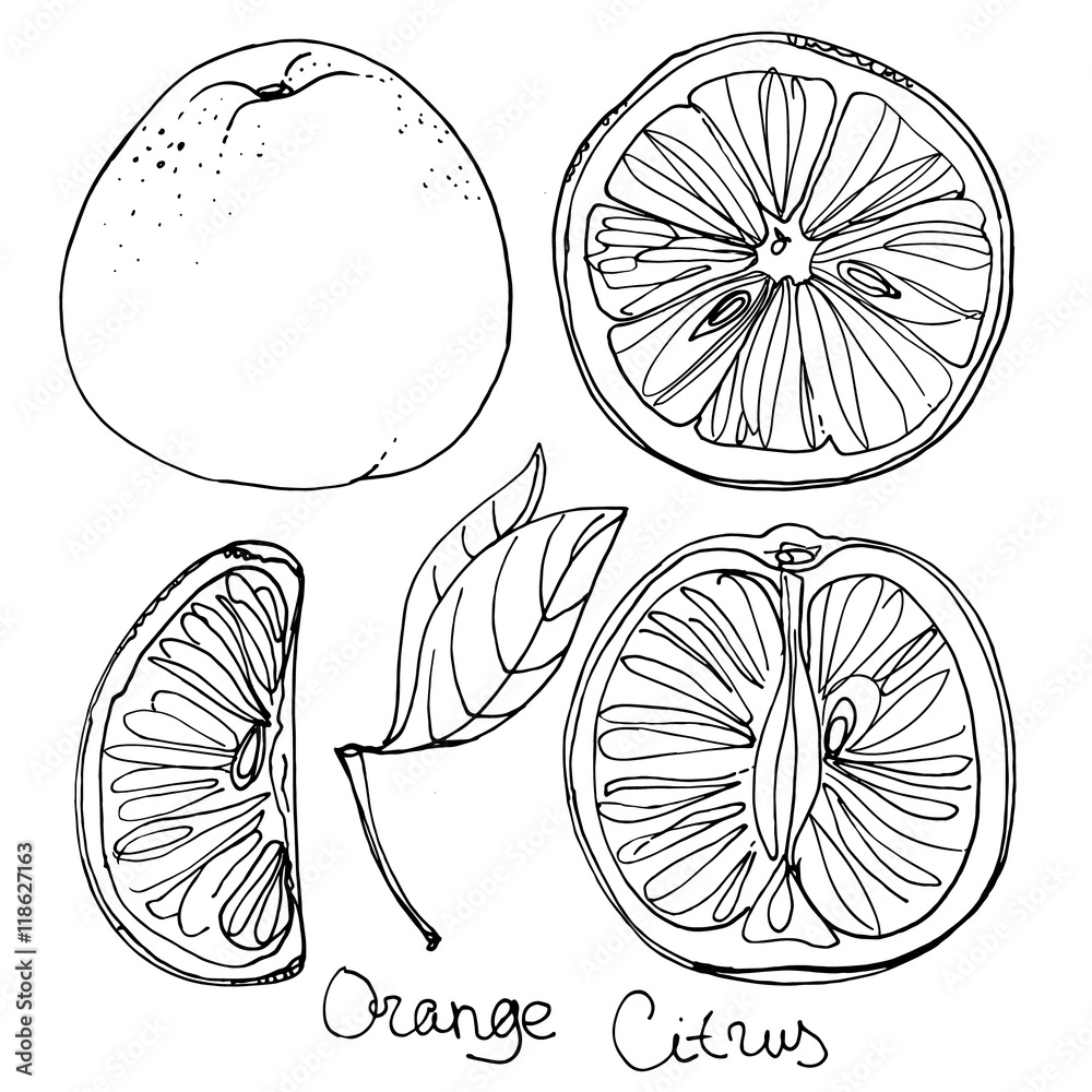 Set of orange line drawn on a white background. Oranges, half an orange