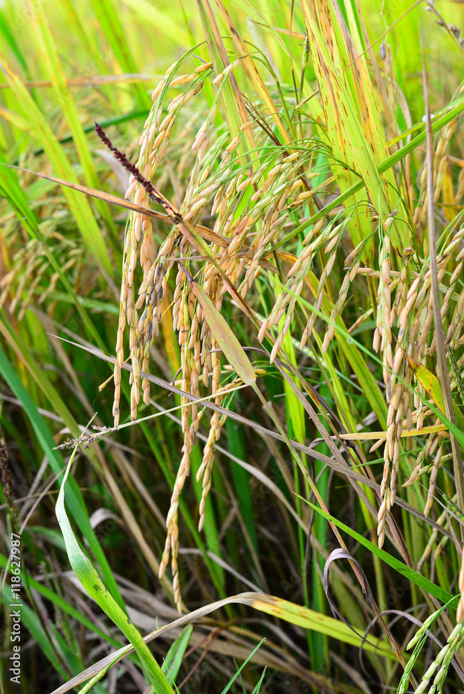 Paddy on the Rice Plant, Rice Field of Thailand, Phichit