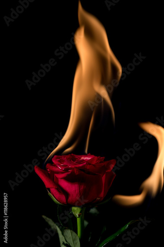 rose on fire