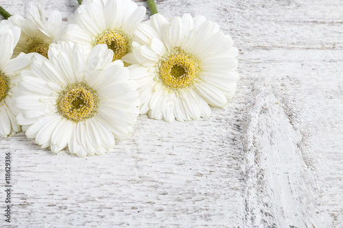 White gerbera daisies on wooden background