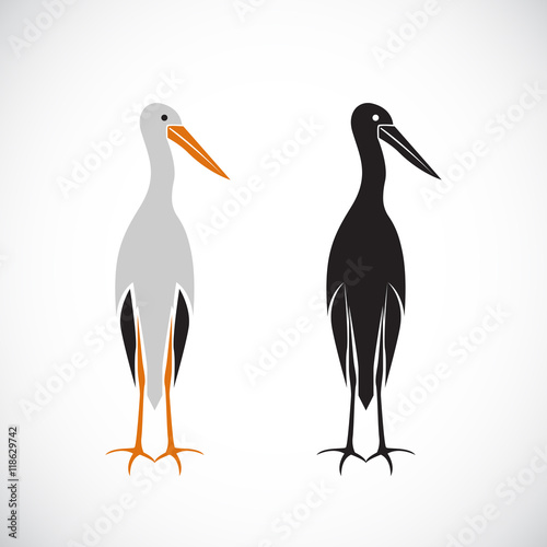 Vector of stork design on white background.
