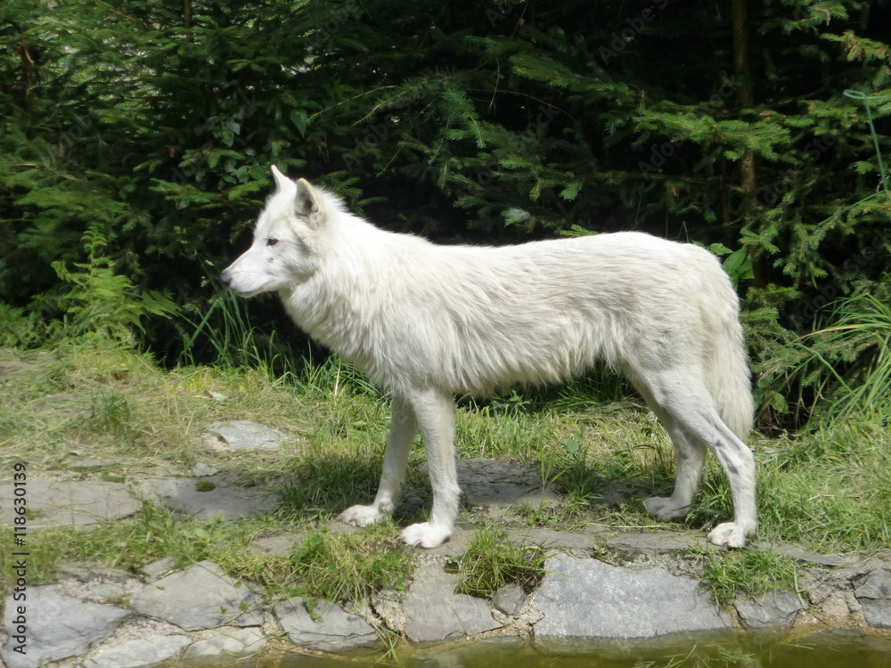 Weißer Wolf