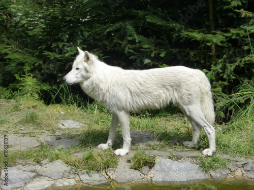 Weißer Wolf