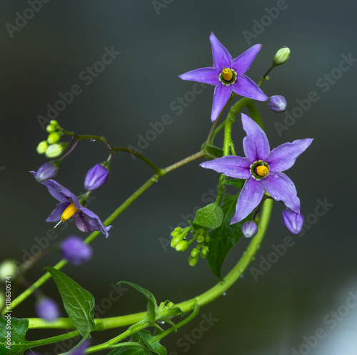 a flower of nightshade