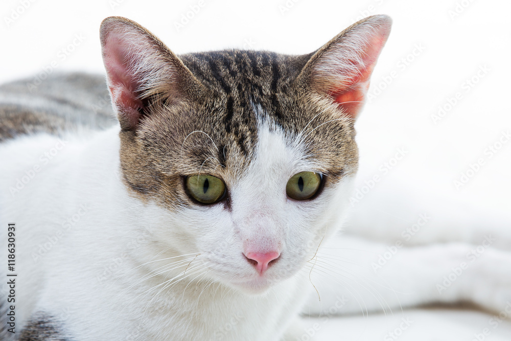 Beautiful cat on white background.