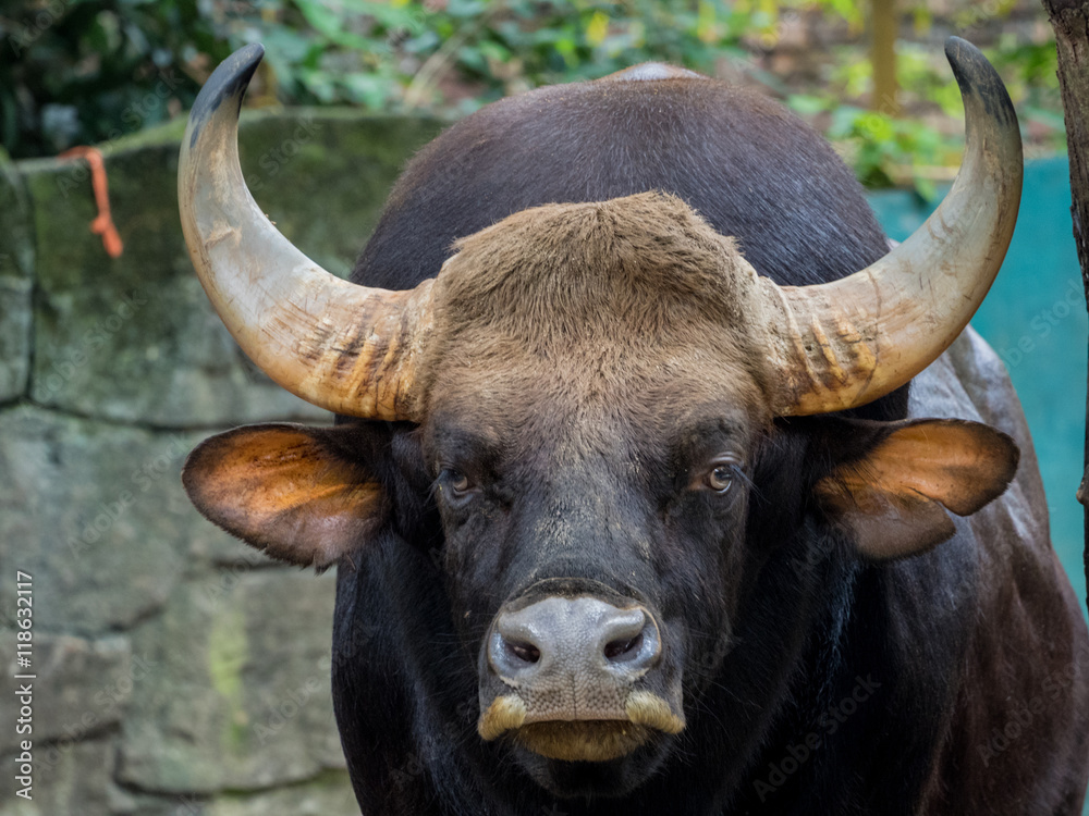 Close up of Male Gaur Close up of Male Gaur
