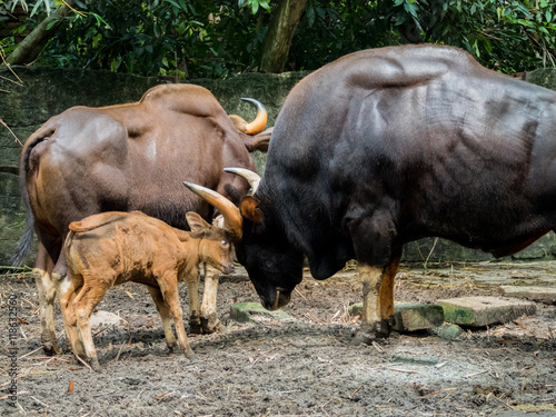 Family of gaur photo
