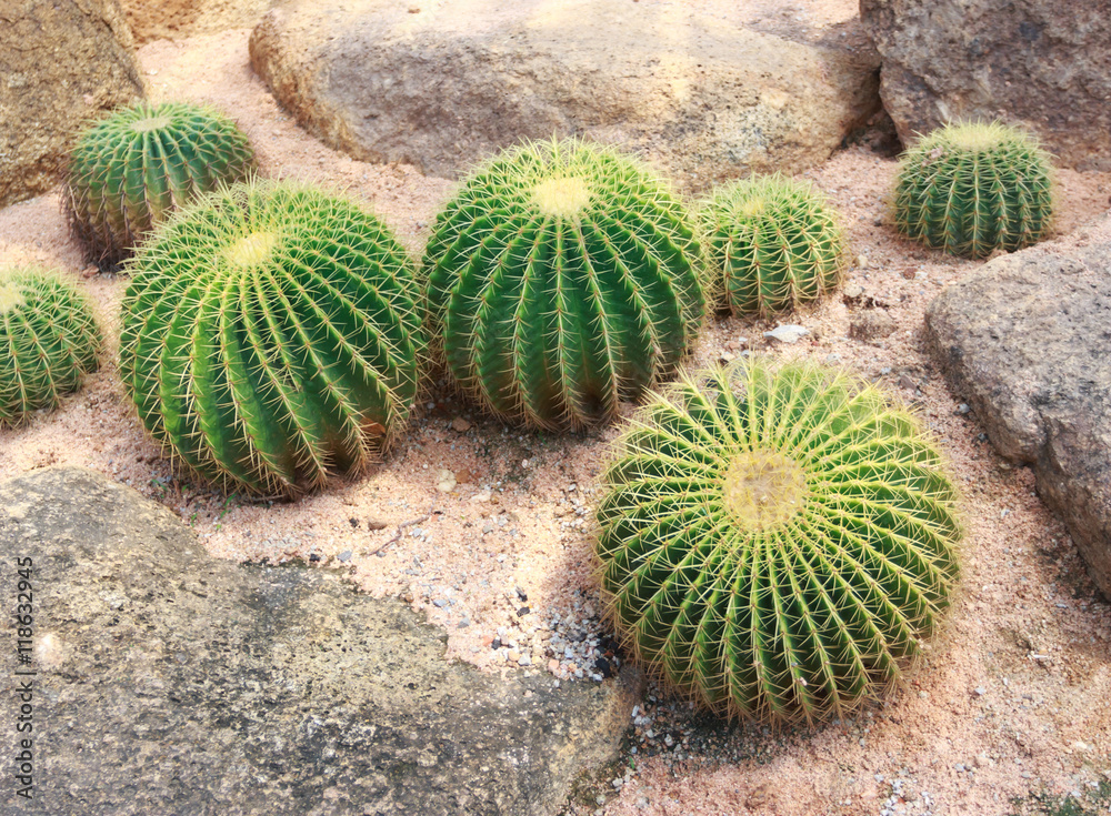 Golden ball cactus Golden ball cactus