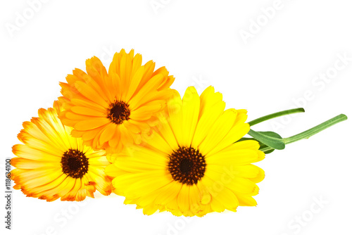 Calendula. Marigold flowers with leaves isolated on white backgr