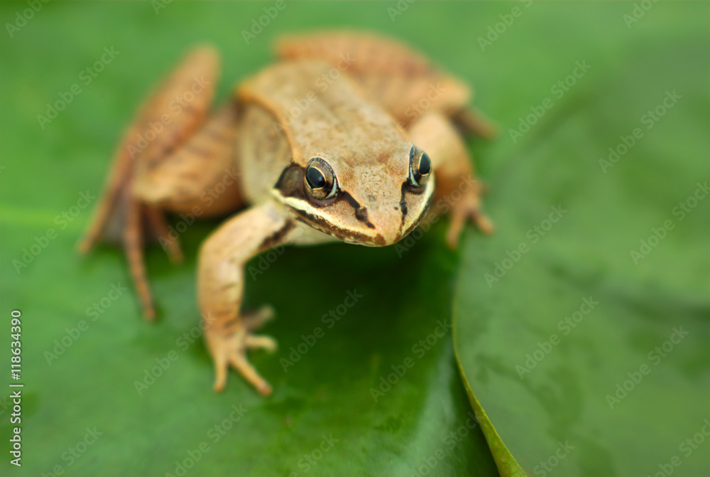 Obraz premium brown wood frog on leaf in a pond 