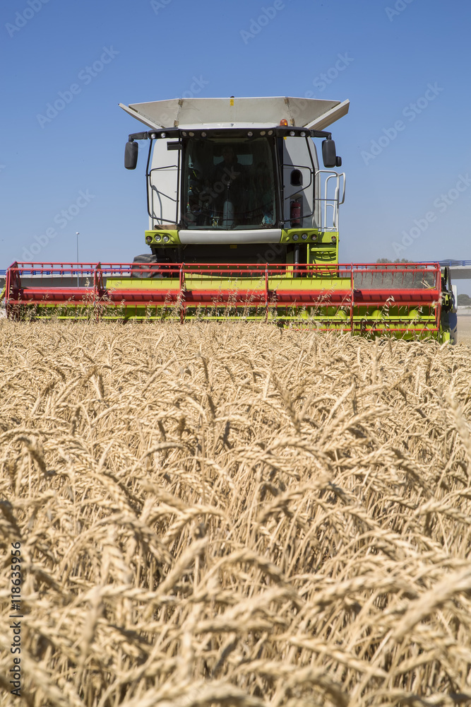 Fototapeta premium Cosechadora y cosecha de cereales