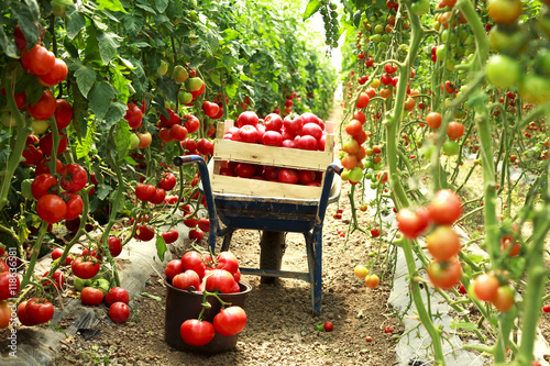 harvest ripe tomatoes