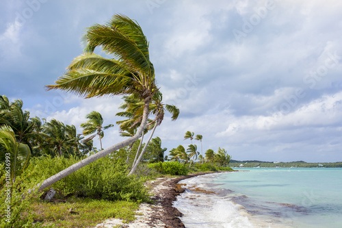 Coconut palms in the bahamas photo