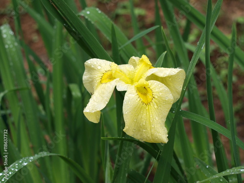 雨に濡れる黄色いハナショウブの花