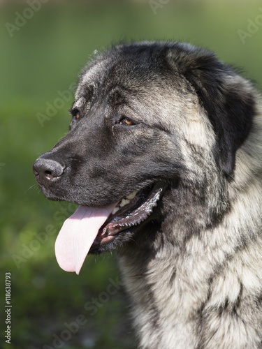 Caucasian shepherd dog