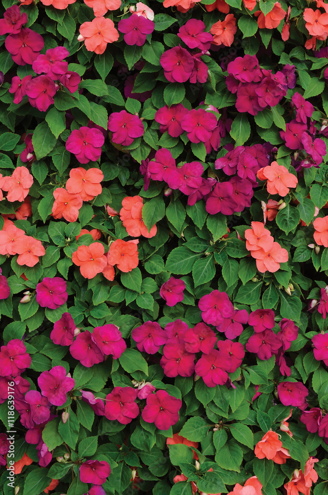 Impatiens Walleriana Sultanii Busy Lizzie Flowers, Large Detailed Colorful Vertical Background Closeup Pattern, Magenta, Purple, Red, Pink, Divine New Guinea Balsam, Sultana, Balsamina, Flowering Bed