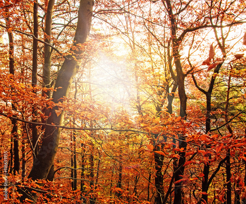 Glück, Freude, Blick nach oben: Bunter Baum im Herbst :)
