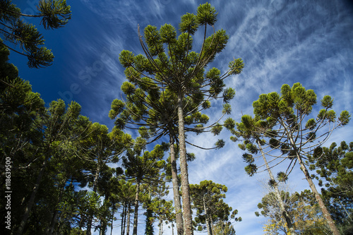 Closeup of upper part of Araucaria angustifolia ( Brazilian pine photo