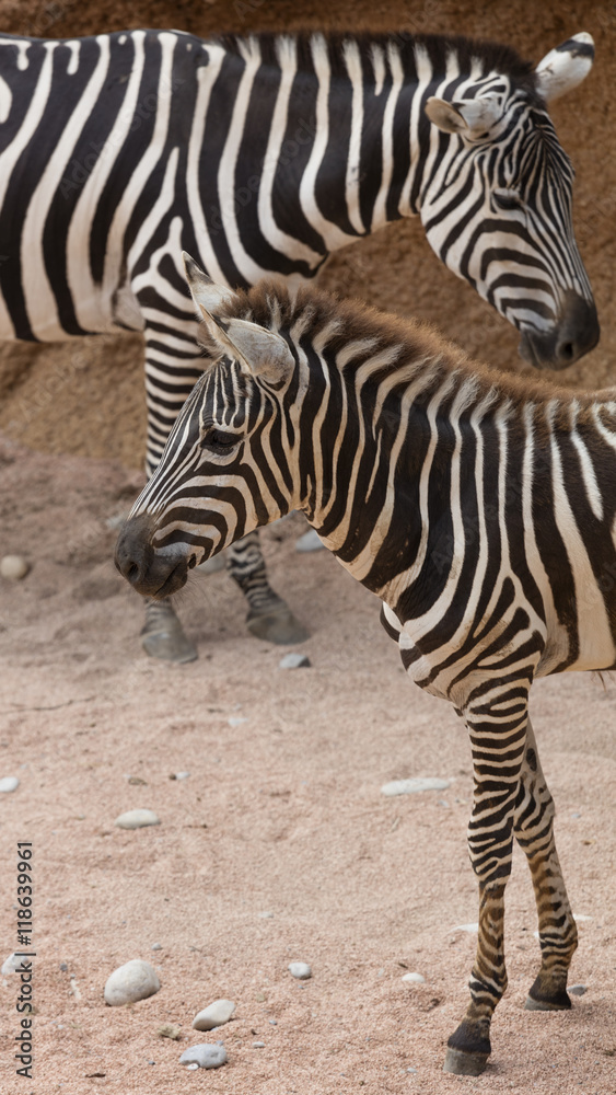 zebra in the jungle