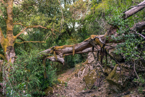 Trail with fallen trees in the mountains in Corsica © gdefilip