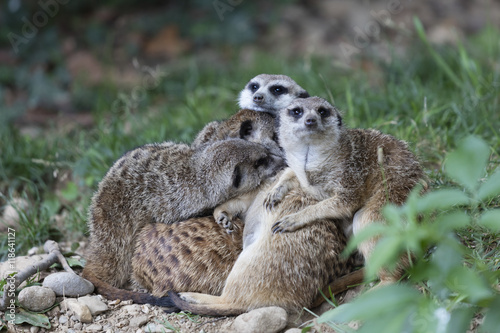 meerkats in the savannah