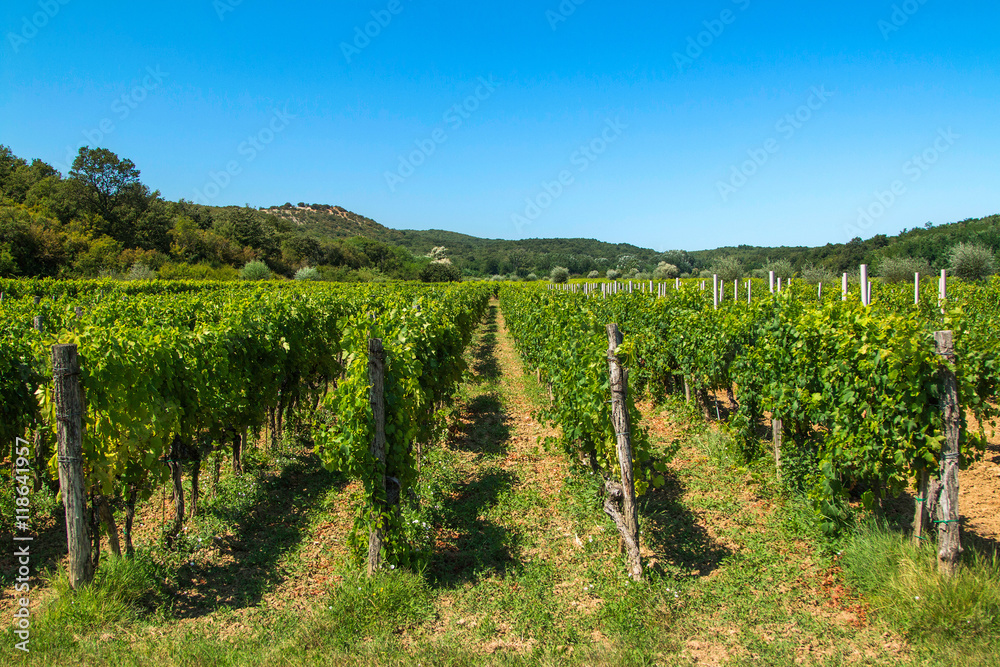 Vineyard in the countryside in Vrbnik, island of Krk, Croatia 